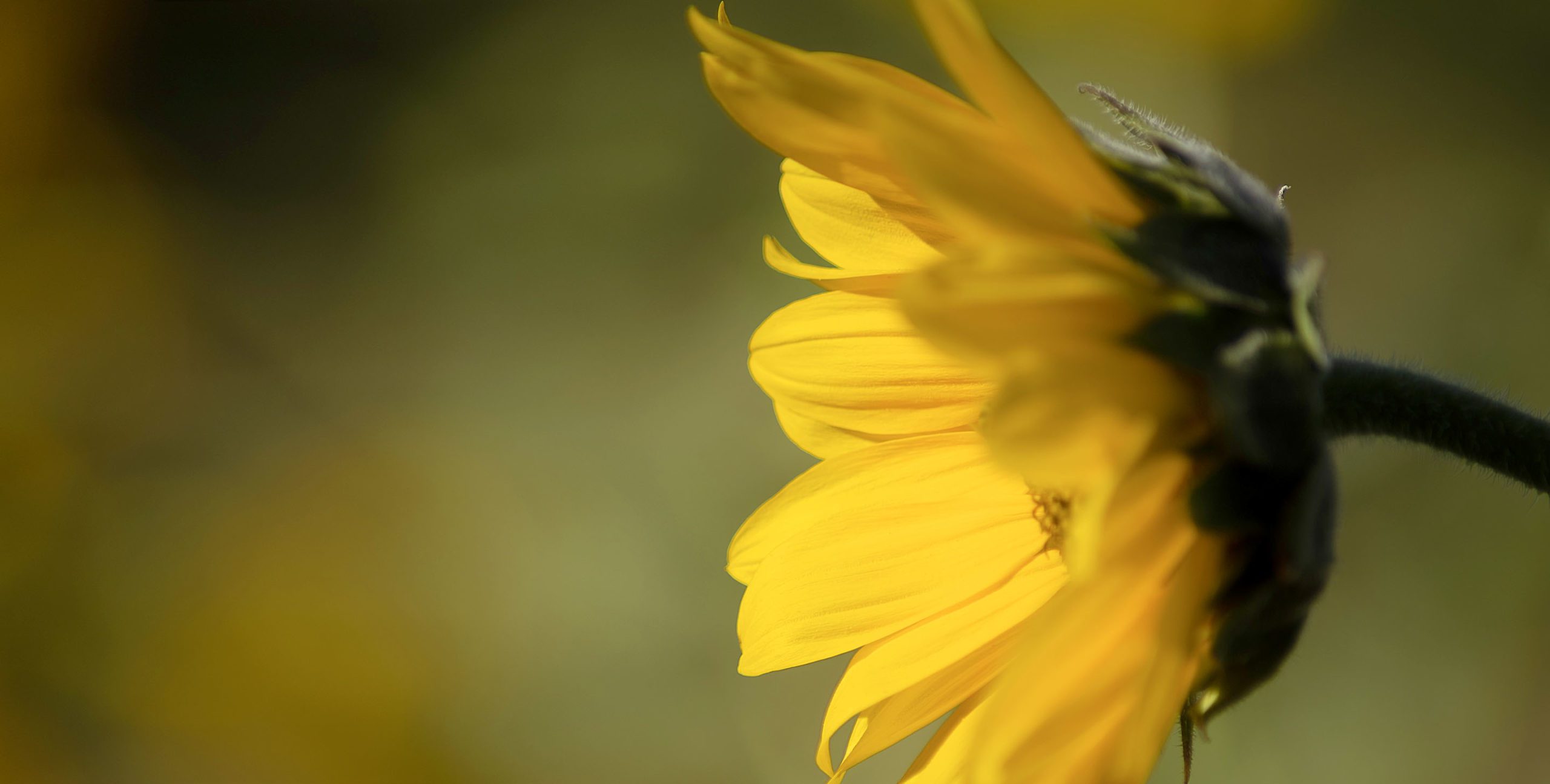 homepageSlider_openingHeartCompassion